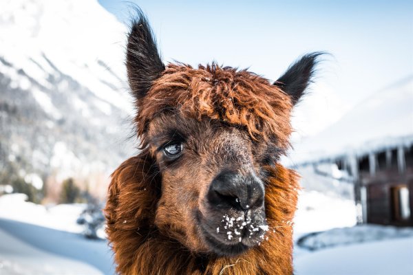 Lama im Schnee